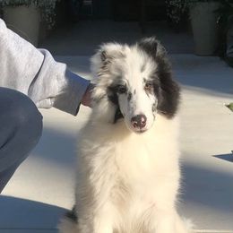 Shetland Sheepdog Puppies from Idlewild Shetland Sheepdogs
