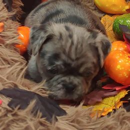 Pugs from Brenda's Pugs