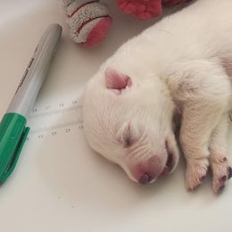 Boy 2 - male Berger Blanc Suisse puppy in New Castle, Pennsylvania from Thornvalley White Shepherds