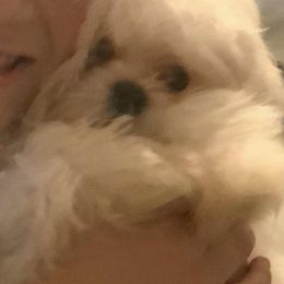 Cavapoo, Cockapoo, and Maltese Puppies from Clearview Canines
