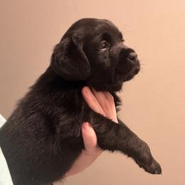 Orange - Black male Labrador Retriever puppy in Ruth, Mississippi from Red White & True Labradors