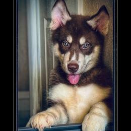 Siberian Husky puppies from Siberian Huskies of Tampa Bay