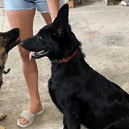 Sam - German Shepherd