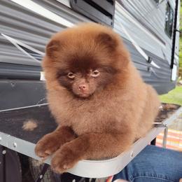 KitKat - Pomeranian