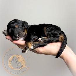 Dr. Orchid (pink collar) - Phantom female Goldendoodle puppy in Murrieta, California from Apricot Poodles & Goldendoodles, LLC