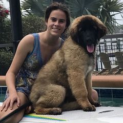Leonbergers from Connie Kent
