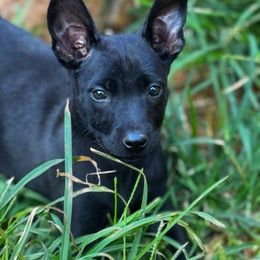 Jack Daniel's - Black male Belgian Malinois puppy in Greenville, South Carolina from Vuurhart Herders