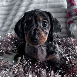 Pablo (Yammy) - Dapple male Dachshund puppy in Ocala, Florida from Weenie Boops