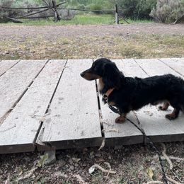 Ares - Dachshund