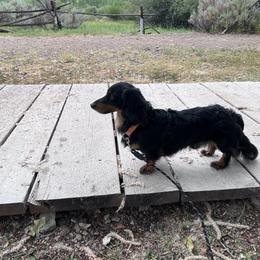 Ares - Dachshund