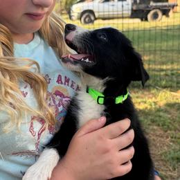 Bill - Black and white male Border Collie puppy in Shawnee, Oklahoma from Cross K Working Collies - Pure Bred Border Collies
