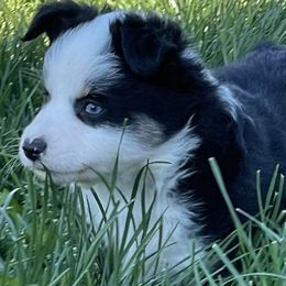 Companion Crosses, Miniature Australian Shepherds, and Toy Australian Shepherds from Brickell Farms