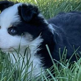 Companion Crosses, Miniature Australian Shepherds, and Toy Australian Shepherds from Brickell Farms