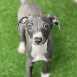 Italian Greyhounds from Italian Greyhounds of Frisco