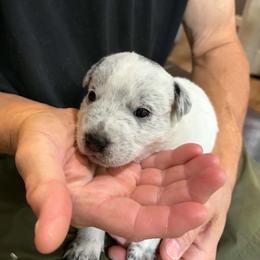 Bachelor Button - Blue mottled male Australian Cattle Dog puppy in Monterey, Tennessee from Quarter Acre Farms