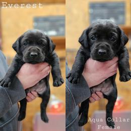 Everest - Aqua Collar - Black female Labrador Retriever puppy in Boyd, Minnesota from Lindley Labradors