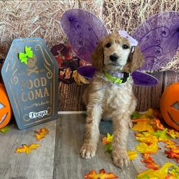 Francheska - Apricot female Poodle puppy in Fountain, Florida from Silva Royale Standard Poodles