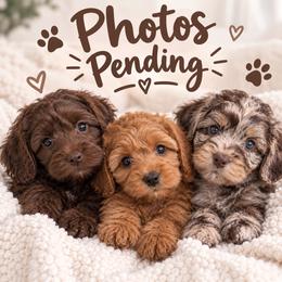Boy 2 - Chocolate male Goldendoodle puppy in Miami, Florida from Milk Drunk Doodles And Poodles