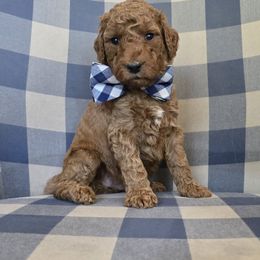 Walker - Red  male Goldendoodle puppy in Galt, Missouri from Only Doodles!