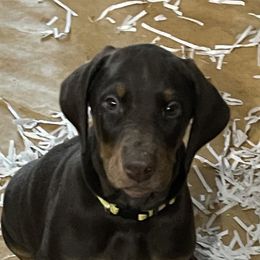 Dachshund and Doberman Pinscher Puppies from Cornerstone Dobermans and Dachshunds