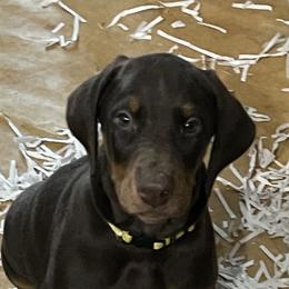 Dachshund and Doberman Pinscher Puppies from Cornerstone Dobermans and Dachshunds