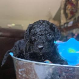 Zach - Black male Cavapoo puppy in Blackfoot, Idaho from Draper Mountain Doodles