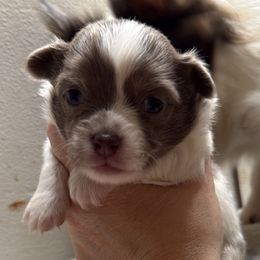 Beau - Blue and white male Chihuahua puppy in Hackleburg, Alabama from Clements Chihuahua