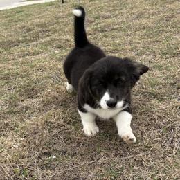Dove - Black and white female American Corgi puppy in Temple, Texas from Silver Moon Cardigan Corgis