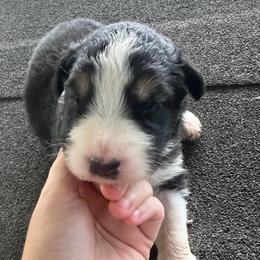 Gumbo - Black tri-color male Australian Shepherd puppy in Franklinton, Louisiana from Cottonwood Farms Australian Shepherds