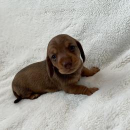 Dachshund, Pembroke Welsh Corgi, and Toy Australian Shepherd Puppies from Journey’s End CAD Farm