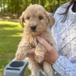 Posie - Apricot female Goldendoodle puppy in Kenansville, North Carolina from J+A Family Doodles