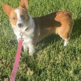 Lilly - Pembroke Welsh Corgi
