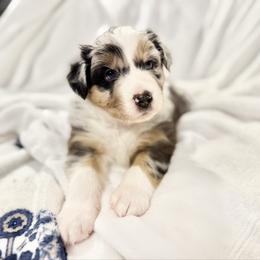 River (BLUE COLLAR) - Blue merle male Australian Shepherd puppy in Morehead City, North Carolina from Crab Point Australian Shepherds