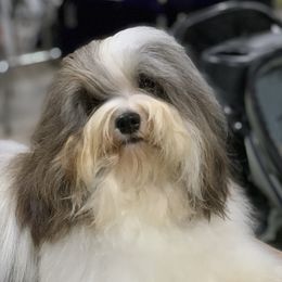 Fenway - Havanese