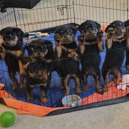 Rottweiler Puppies from Vom Uberlegenen Rottweilers