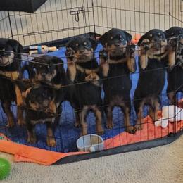 Rottweiler Puppies from Vom Uberlegenen Rottweilers
