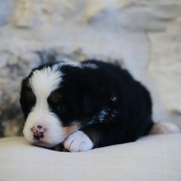 Hazel - Tri-color female Bernese Mountain Dog puppy in Mount Pleasant, Utah from Bernese Mountain Dogs at Monte Vida Chalet