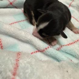 Mickey - Black tri male Toy Australian Shepherd puppy in Menan, Idaho from Teton Toy Aussies