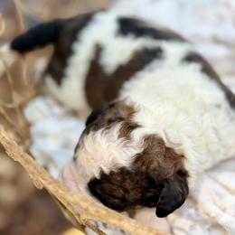 Sequoia - Parti male Double Doodle puppy in Lookout, California from Remington Kennels, LLC