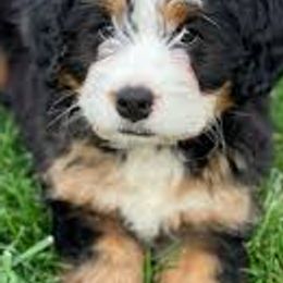 Bernedoodles, Cavalier King Charles Spaniels, Cavapoos, and Goldendoodles from Abidoodles