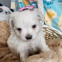 Gracie - White female Maltese puppy in The Villages, Florida from My Precious Pups