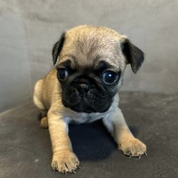 Pugs from Hannah Stunkard