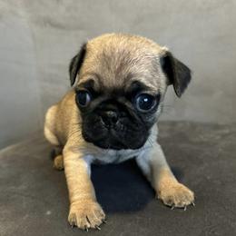Pugs from Hannah Stunkard