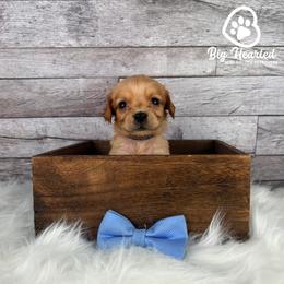 Sparrow - Cream male Goldendoodle puppy in Utah County, Utah from Big Hearted Breeders