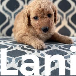 Goldendoodle Puppies from Head Over Doodles