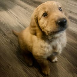 Golden Retriever and Labrador Retriever Puppies from All Around Retrievers