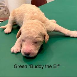 Buddy the Elf - Cream male Goldendoodle puppy in St Johns, Florida from Nini's Poodles and Doodles of St. Johns Co.