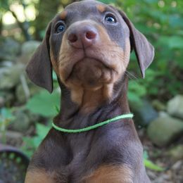 Doberman Pinscher Puppies from Laurel Vail