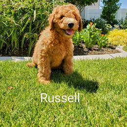 Goldendoodle Puppies from Brulee Doodles