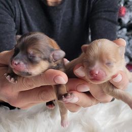 Pomeranian puppies from Svitlana's Pomeranians